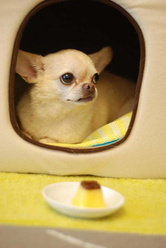 Eco-friendly pet products USA