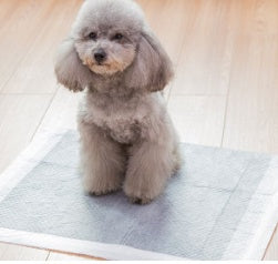 Pet diapers - Pawsentialshub