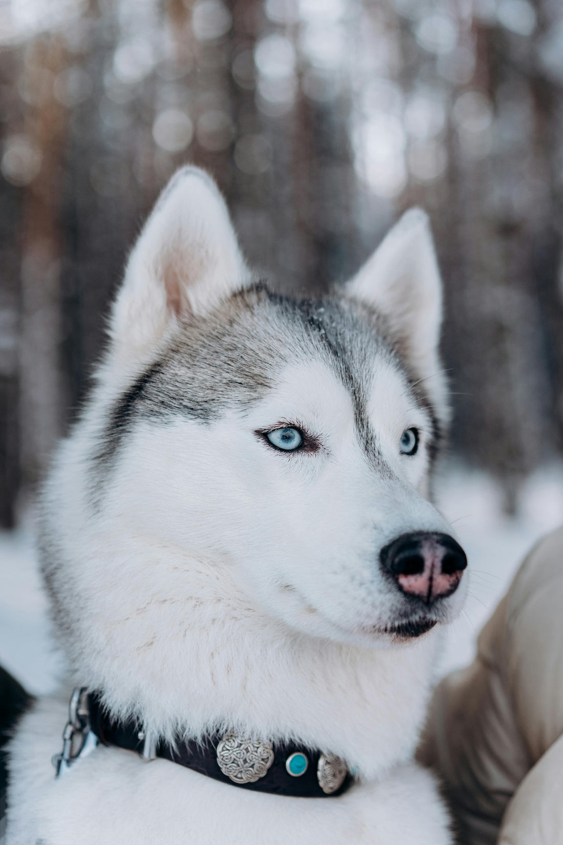 Best dog collar
