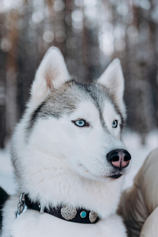 Best dog collar