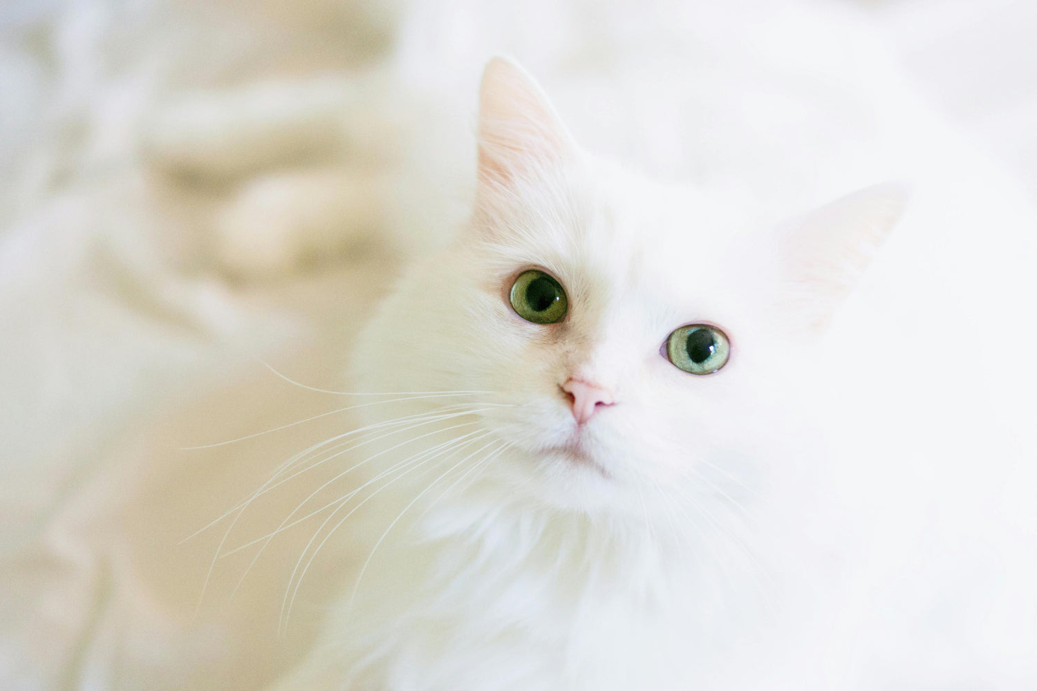 cat-accessories Pawsentialshub