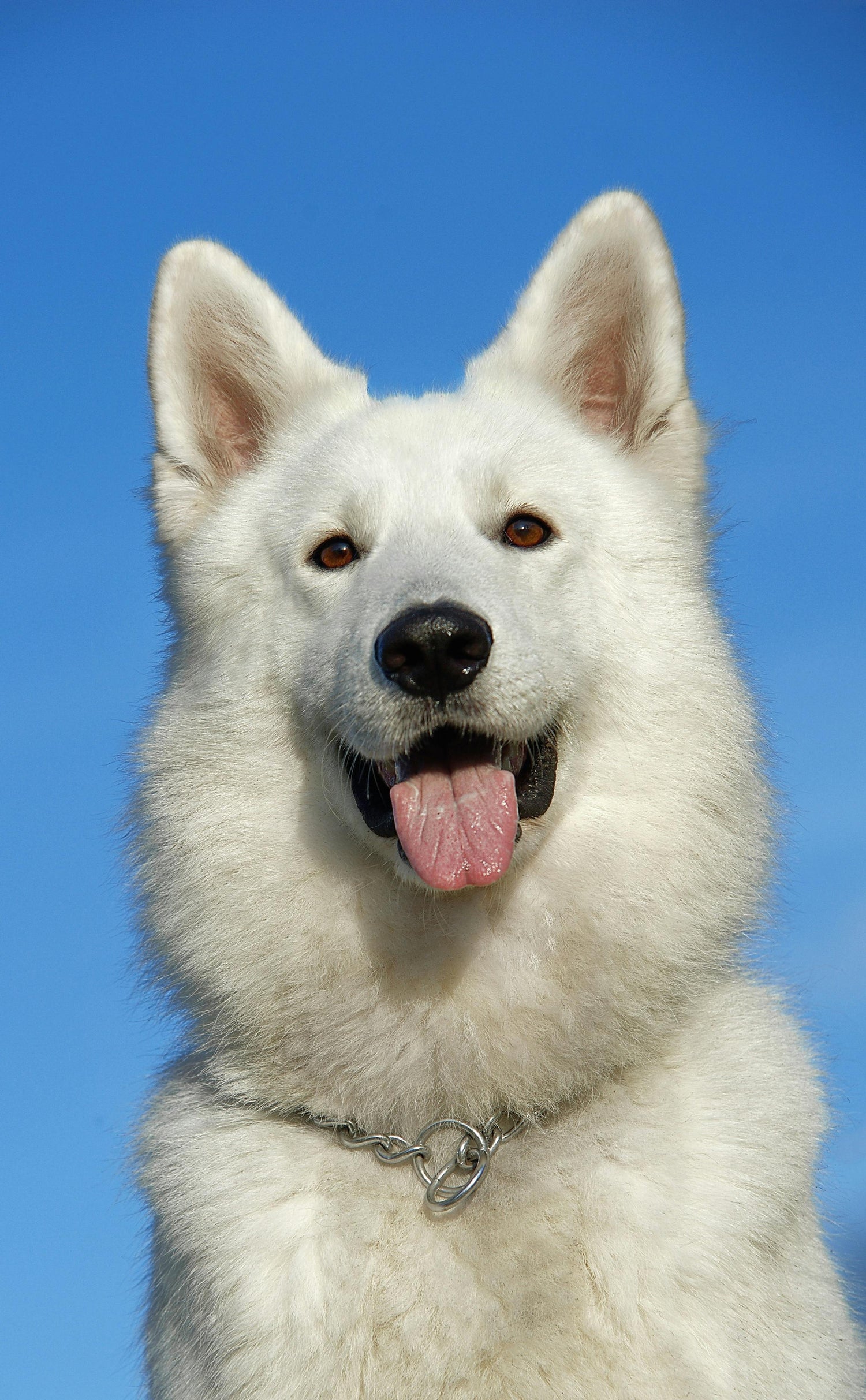 Dog-accessories Pawsentialshub