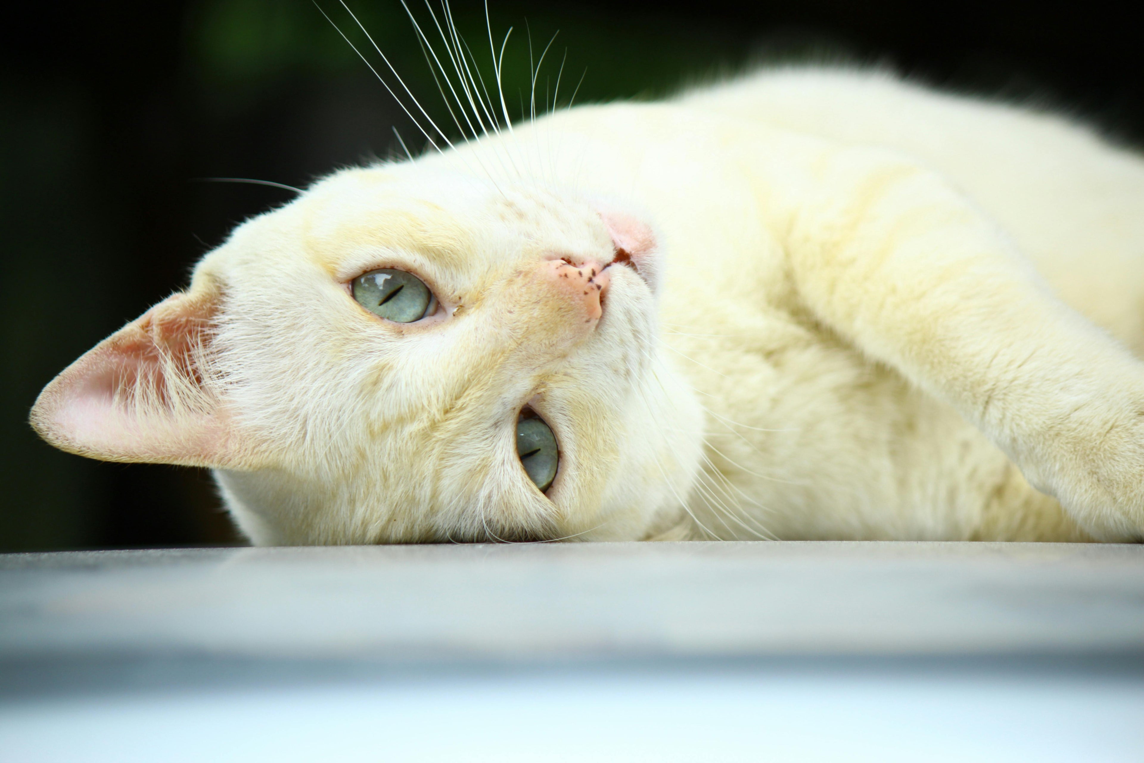 Training-Aids Pawsentialshub