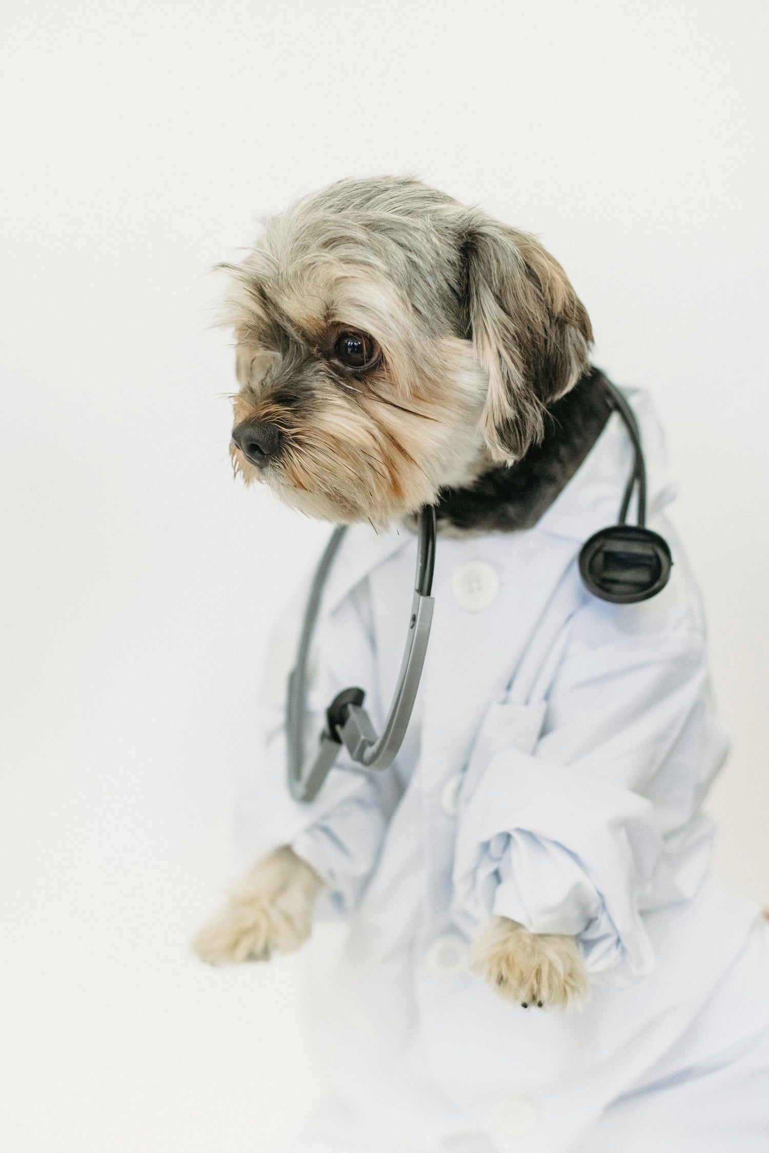 Best-Pet-Health-Accessories Pawsentialshub