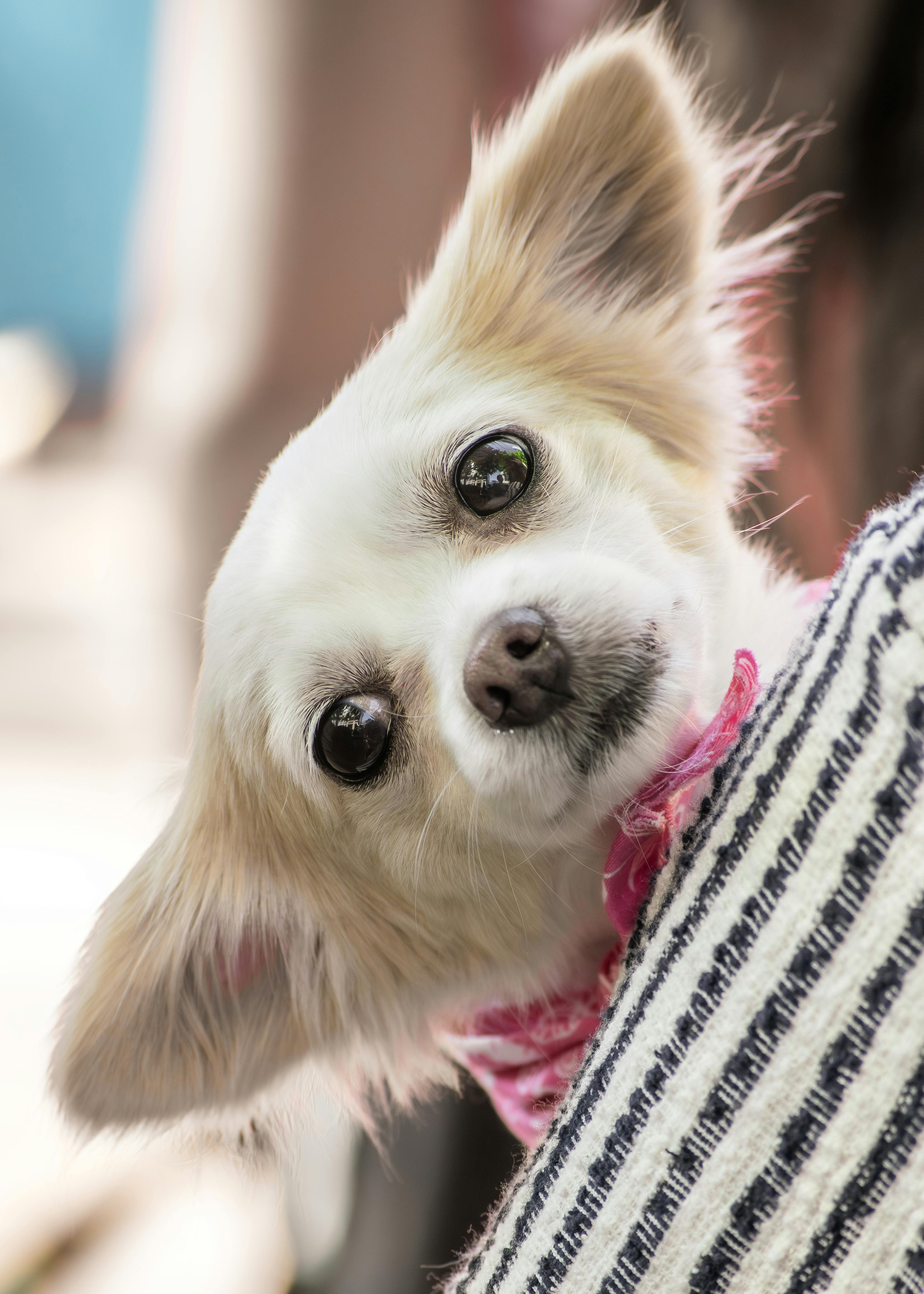 travel-Essentials Pawsentialshub