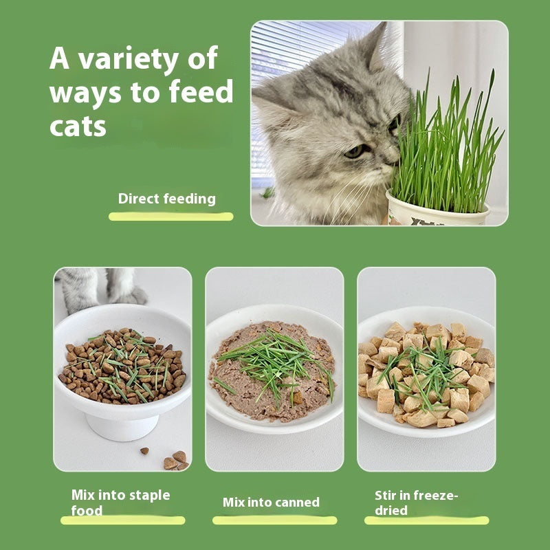 Lazy Cat Grass Canned Hydroponic Soilless Depilation Ball Digestive Snacks Pawsentialshub
