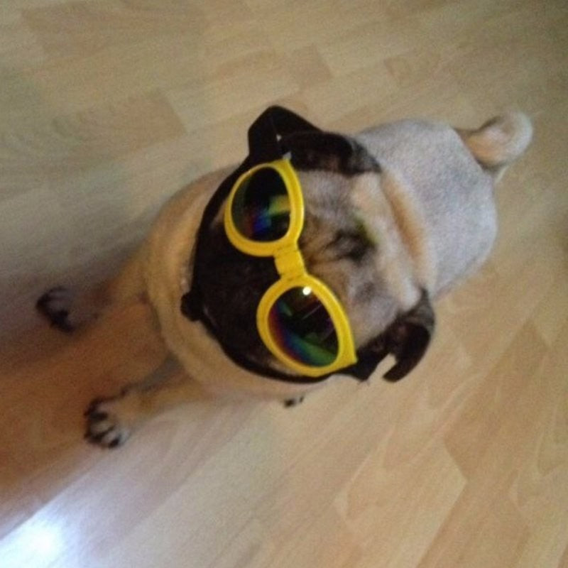 Dog Sunglasses Foldable Medium Size Waterproof Goggles UV Protection Glasses For Pets - Pawsentialshub