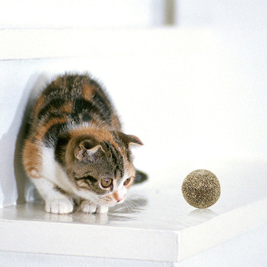 Pet Teeth Teeth Cleansing Food Cat Snacks Pawsentialshub