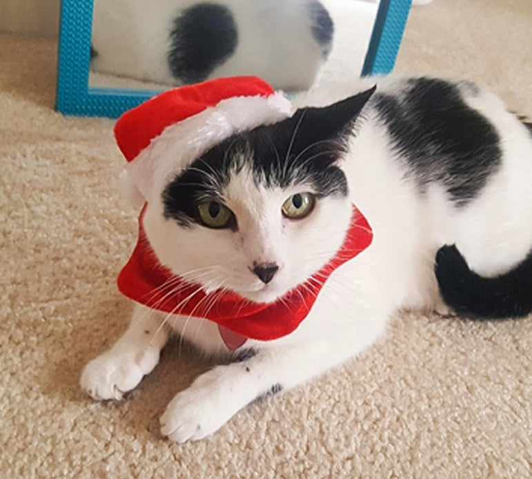 Pet supplies Christmas hat scarf set cat and dog small pet - Pawsentialshub