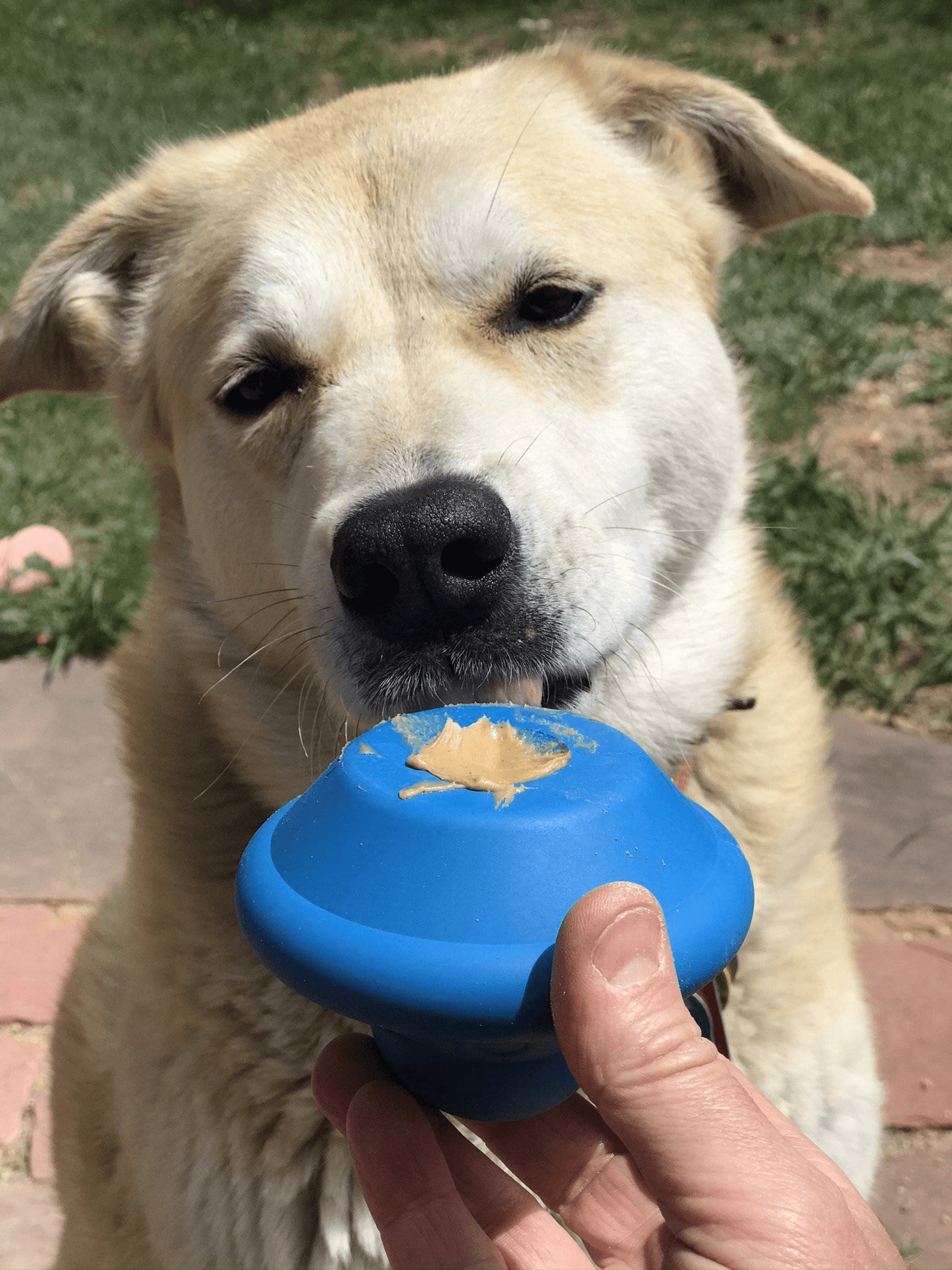 Ultra-Durable Flying Saucer Chew Toy & Treat Dispenser for Dogs-4