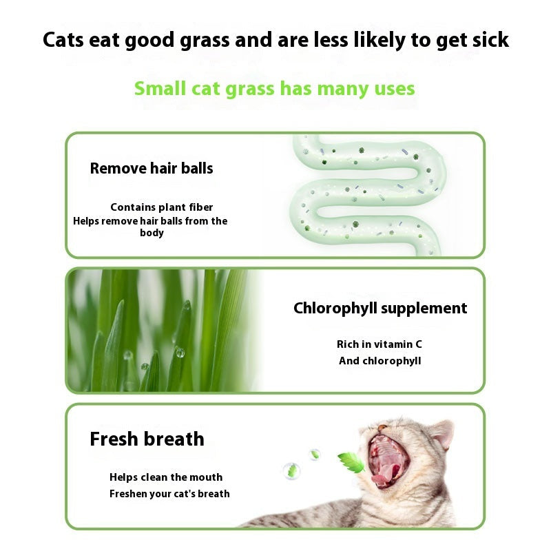 Lazy Cat Grass Canned Hydroponic Soilless Depilation Ball Digestive Snacks Pawsentialshub