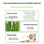 Lazy Cat Grass Canned Hydroponic Soilless Depilation Ball Digestive Snacks Pawsentialshub