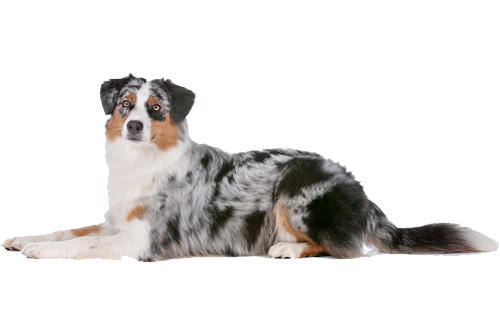 NEW!! Large Moose Chew-1