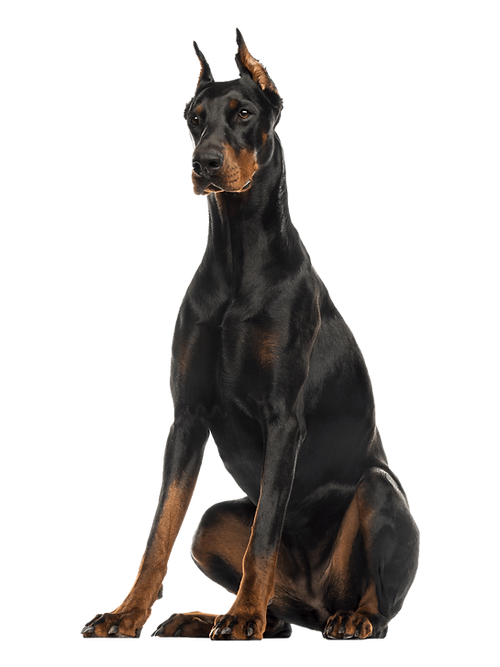 NEW!! Mammoth Moose Antler Chew-2