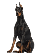 NEW!! Mammoth Moose Antler Chew-2