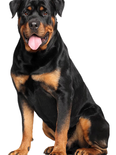 NEW!! Mammoth Moose Antler Chew-3