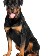 NEW!! Mammoth Moose Antler Chew-3