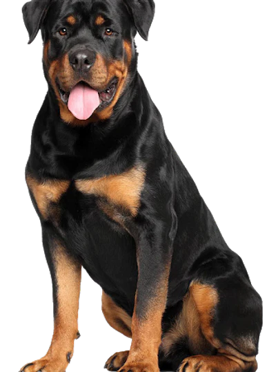 Mammoth Elk Antler Chew-3