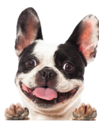 GingerBear Biscuits-1