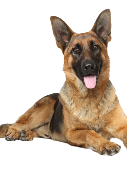 NEW!! Mammoth Moose Antler Chew-1