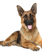 NEW!! Mammoth Moose Antler Chew-1