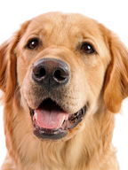 PB & Bacon Biscuits-1