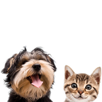 Wild Antler Powder-1