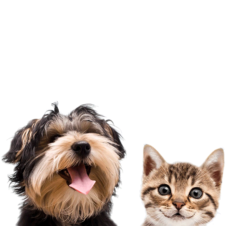 Wild Antler Powder-1