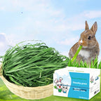 Dried Timothy FCL Hay Snacks Feed Chinchilla Guinea Pig Food Rabbits Pet Products Pawsentialshub