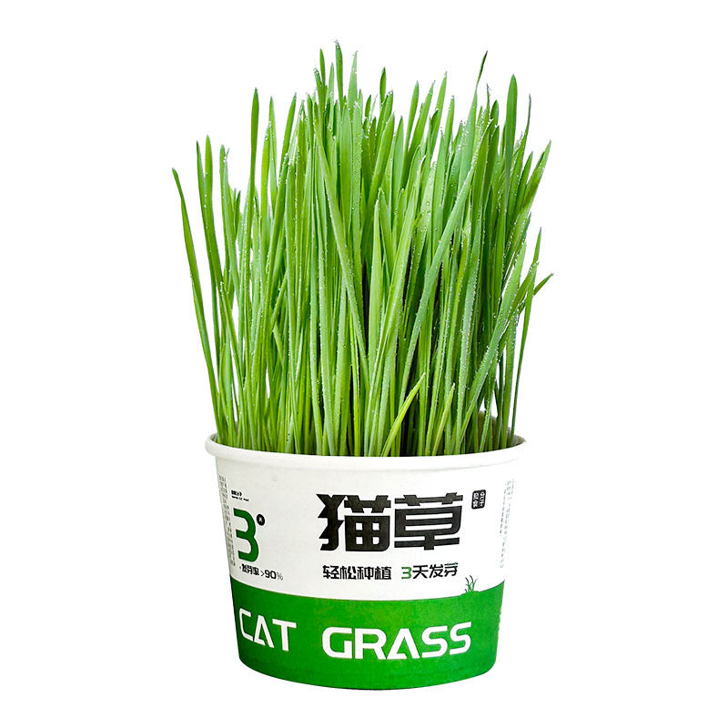 Lazy Cat Grass Canned Hydroponic Soilless Depilation Ball Digestive Snacks Pawsentialshub